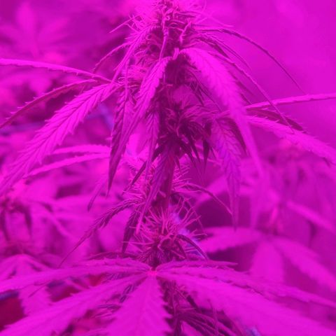 Tutan growlog timeline photo