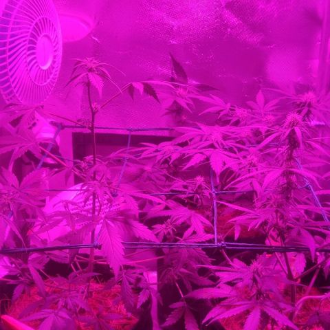 Tutan growlog timeline photo