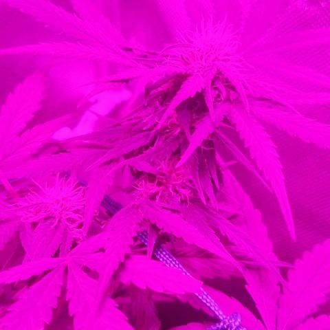 Tutan growlog timeline photo