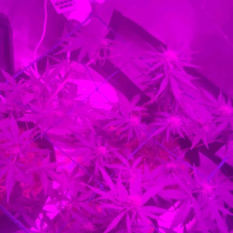 Tutan growlog photo: Entrando na 7 semana de duração e na 3 semana de floração. Estão indo muito bem da forma lenta tutankhamon
