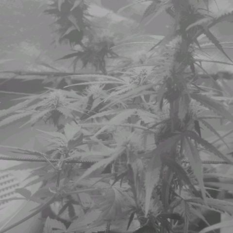 Tutan growlog photo: Entrando na 7 semana de duração e na 3 semana de floração. Estão indo muito bem da forma lenta tutankhamon