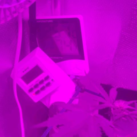 Tutan growlog photo: Entrando na 7 semana de duração e na 3 semana de floração. Estão indo muito bem da forma lenta tutankhamon