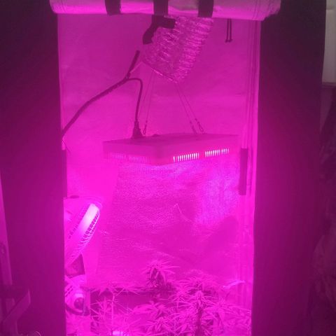 Tutan growlog photo: Entrando na 7 semana de duração e na 3 semana de floração. Estão indo muito bem da forma lenta tutankhamon