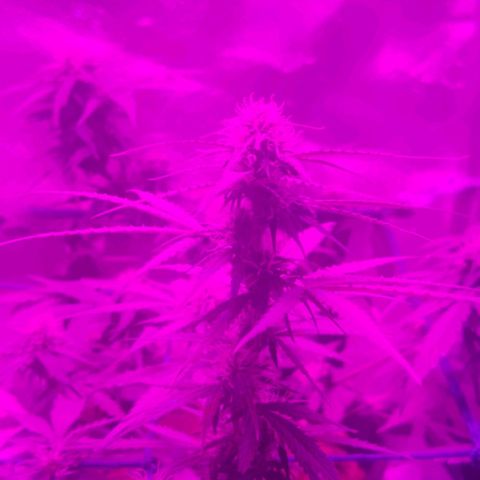 Tutan growlog photo: Entrando na 7 semana de duração e na 3 semana de floração. Estão indo muito bem da forma lenta tutankhamon