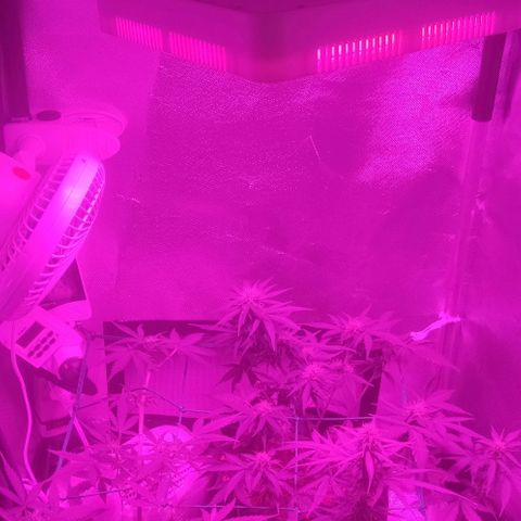 Tutan growlog photo: Entrando na 7 semana de duração e na 3 semana de floração. Estão indo muito bem da forma lenta tutankhamon