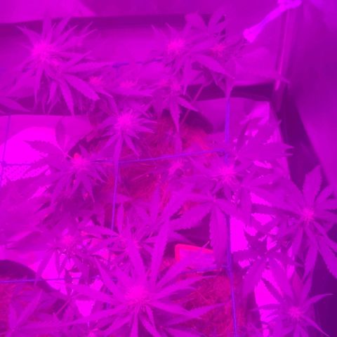 Tutan growlog photo: Entrando na 7 semana de duração e na 3 semana de floração. Estão indo muito bem da forma lenta tutankhamon