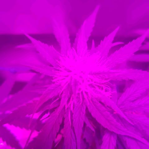 Tutan growlog timeline photo