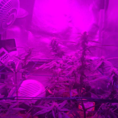Tutan growlog timeline photo
