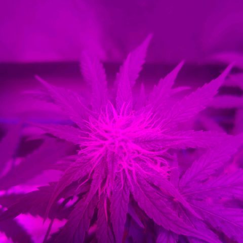 Tutan growlog timeline photo