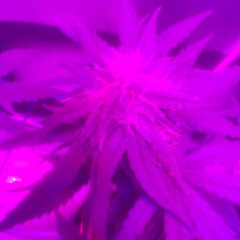 Tutan growlog timeline photo