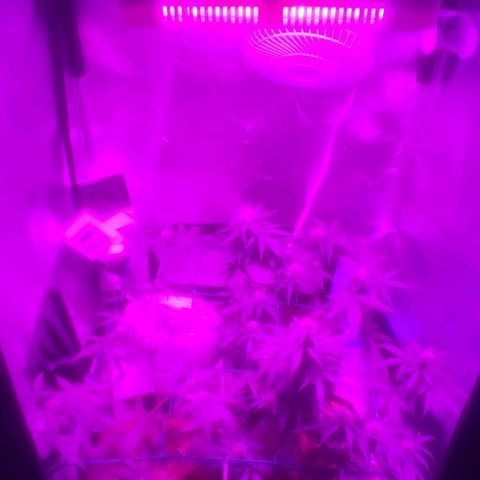 Tutan growlog timeline photo
