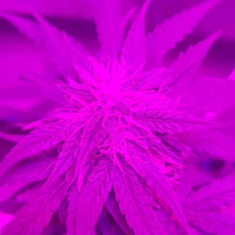 Tutan growlog timeline photo