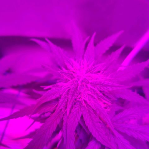 Tutan growlog timeline photo