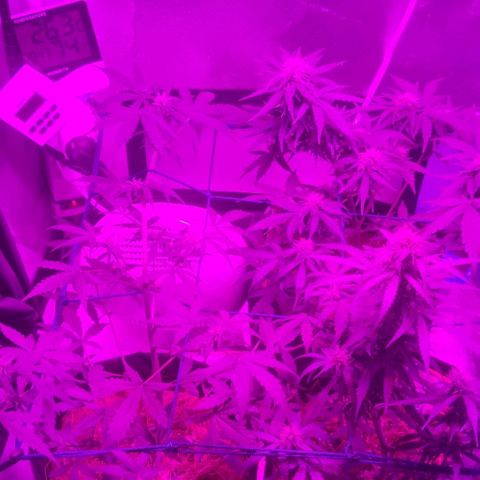 Tutan growlog timeline photo
