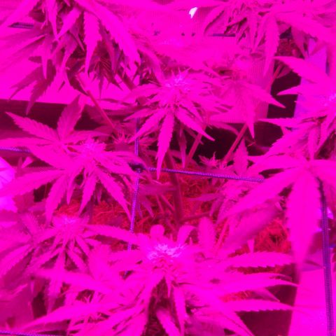 Tutan growlog timeline photo