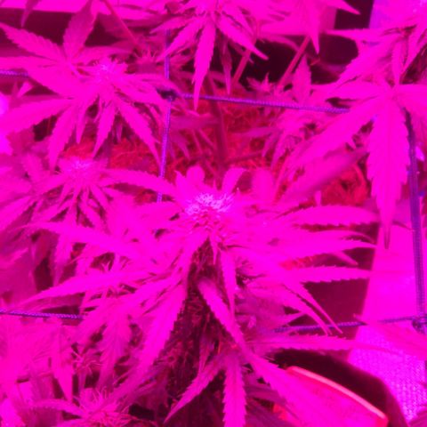 Tutan growlog timeline photo