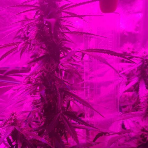 Tutan growlog timeline photo