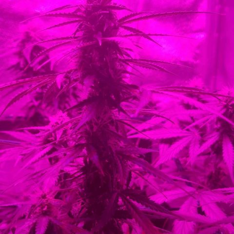 Tutan growlog timeline photo