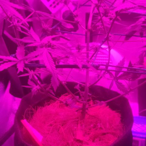 Tutan growlog timeline photo