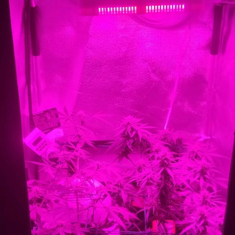 Tutan growlog timeline photo