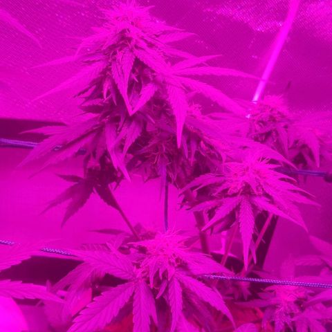Tutan growlog timeline photo