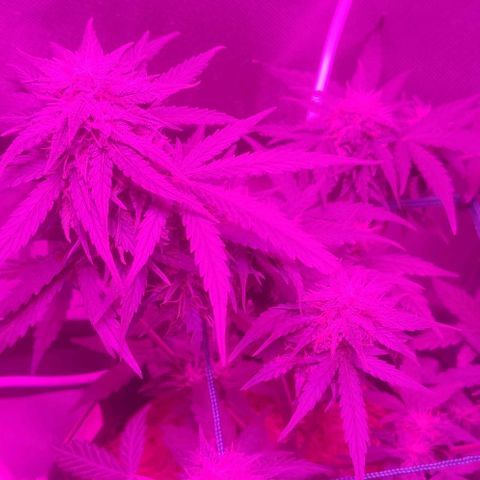 Tutan growlog timeline photo