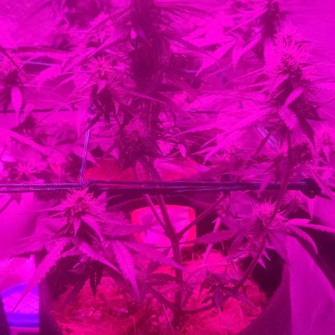 Tutan growlog timeline photo
