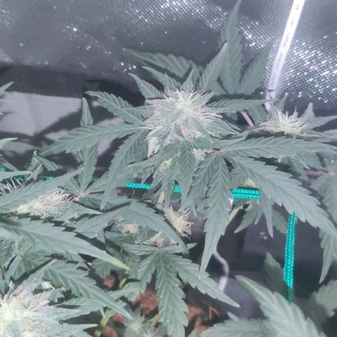 Tutan growlog photo: Entrando na 8 semana 😜