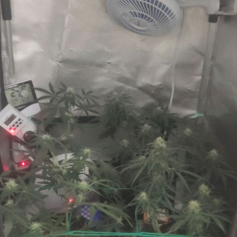 Tutan growlog photo: Entrando na 8 semana 😜