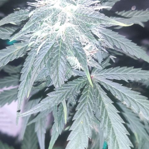 Tutan growlog photo: Entrando na 8 semana 😜