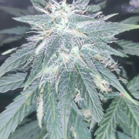Tutan growlog photo: Entrando na 8 semana 😜