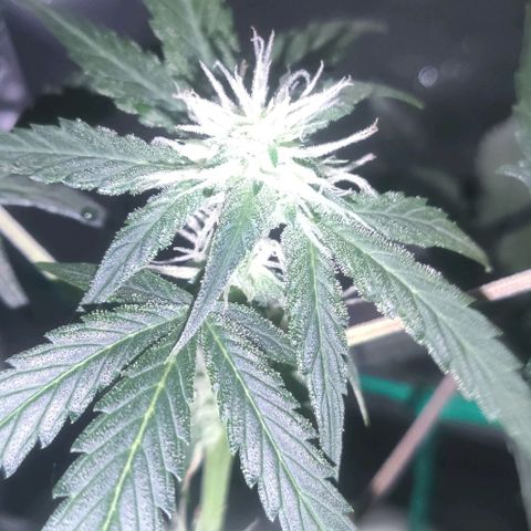 Tutan growlog photo: Entrando na 8 semana 😜