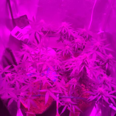 Tutan growlog photo: Entrando na 8 semana 😜
