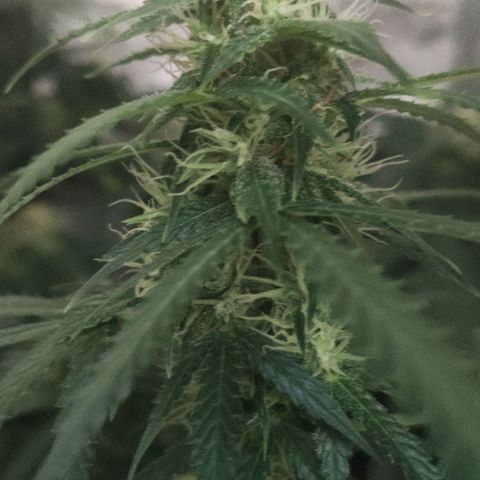 Tutan growlog photo: Entrando na 8 semana 😜
