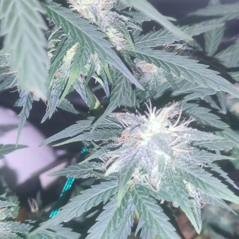 Tutan growlog photo: Entrando na 8 semana 😜