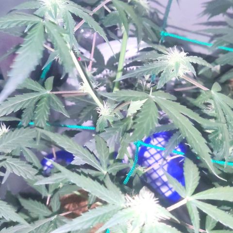Tutan growlog photo: Entrando na 8 semana 😜