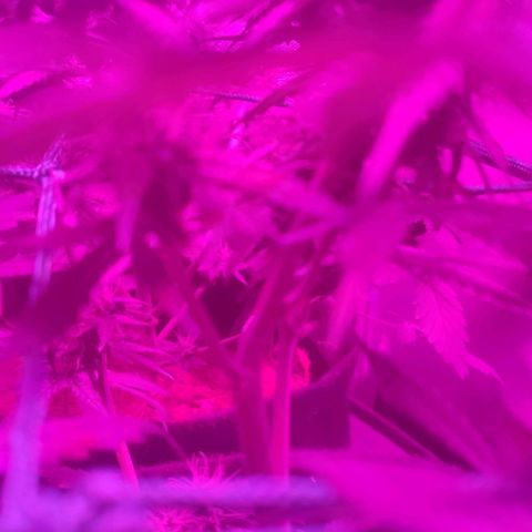 Tutan growlog timeline photo