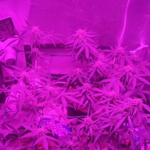 Tutan growlog timeline photo