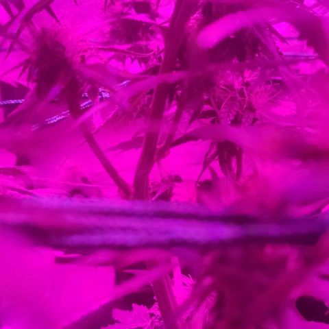 Tutan growlog timeline photo