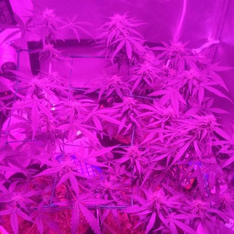 Tutan growlog timeline photo