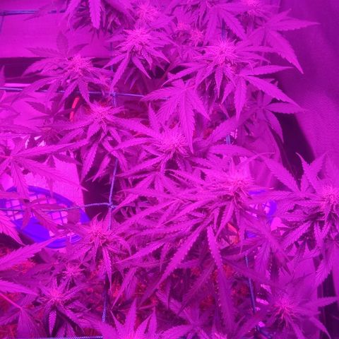 Tutan growlog timeline photo