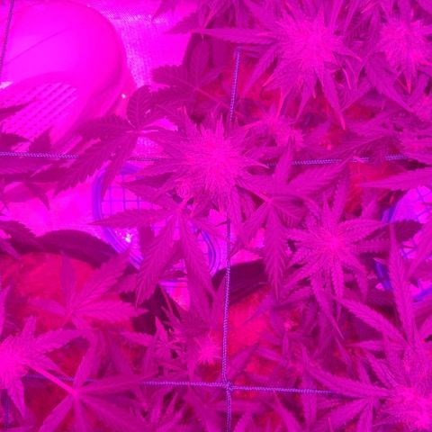 Tutan growlog timeline photo