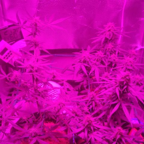 Tutan growlog timeline photo