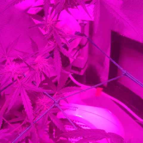 Tutan growlog timeline photo