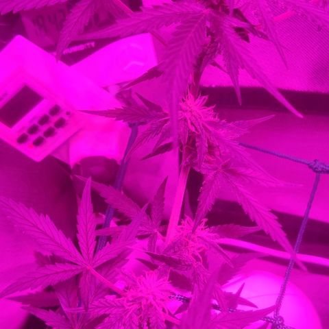 Tutan growlog timeline photo