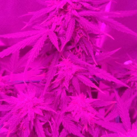 Tutan growlog timeline photo