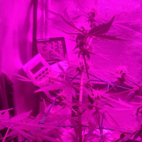 Tutan growlog timeline photo