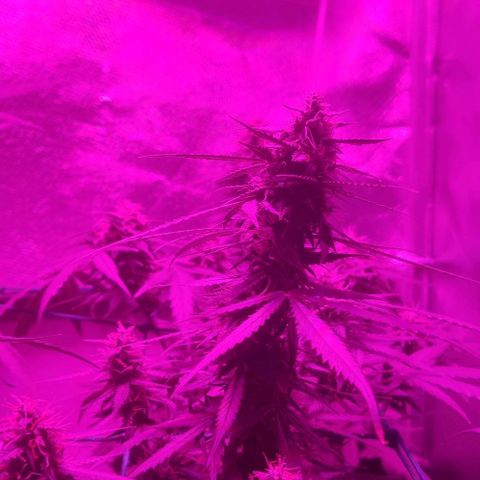Tutan growlog timeline photo