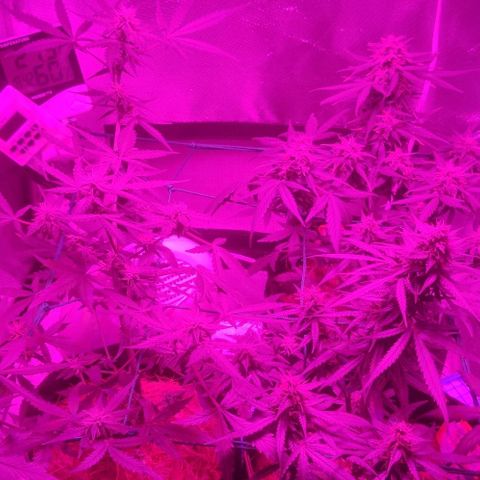 Tutan growlog timeline photo