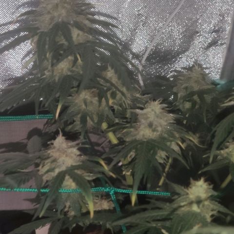 Tutan growlog timeline photo